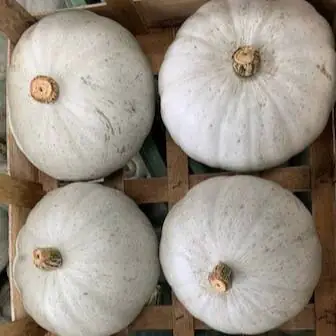 crown-prince-squash-x6-new-season-.webp