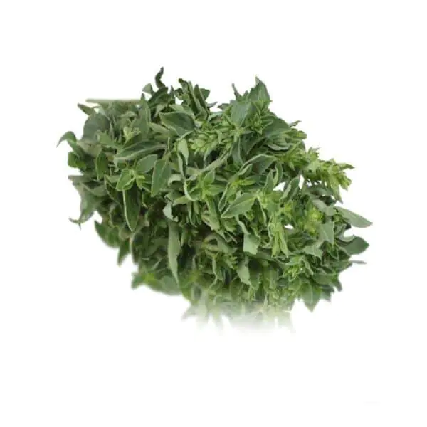 Oregano.webp