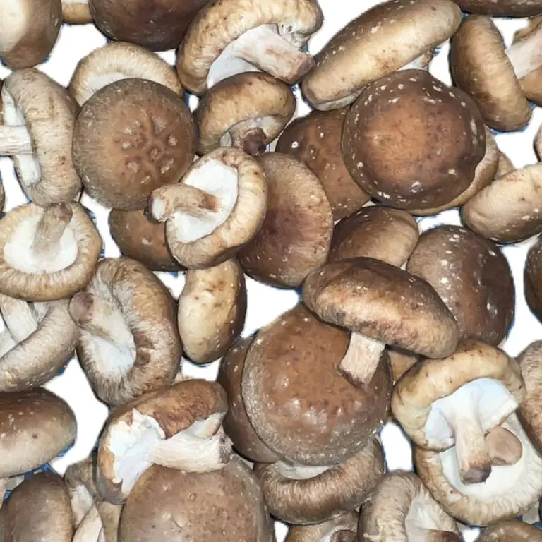shitake.webp